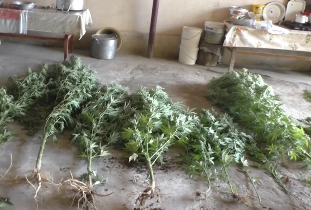 Şəmkirdə narkotik yetişdirən qadın saxlanıldı - FOTO