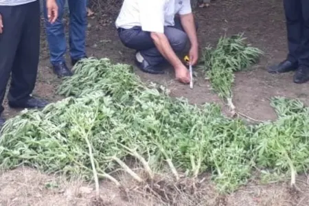 Masallı polisindən əməliyyat: saxlanılan var