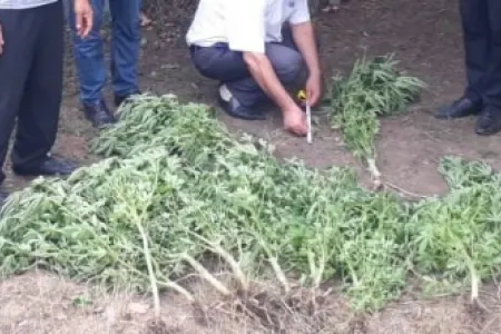 Həyətində çətənə yetişdirən Masallı sakini ələ keçdi