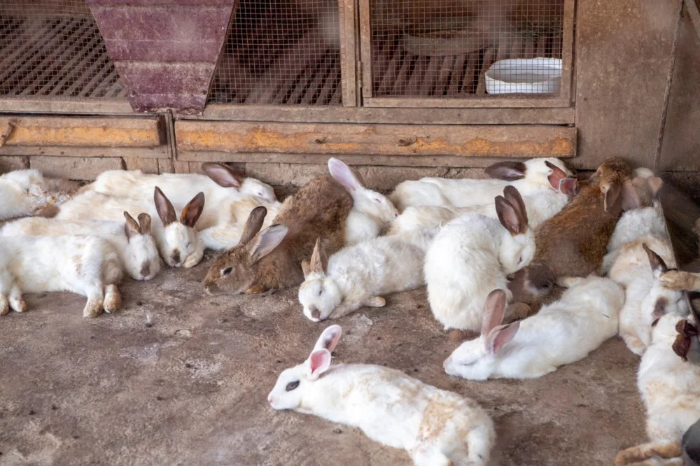 “Şəhərdən Kəndə” layihəsi çərçivəsində dəstək tədbirləri davam edir - Fotolar