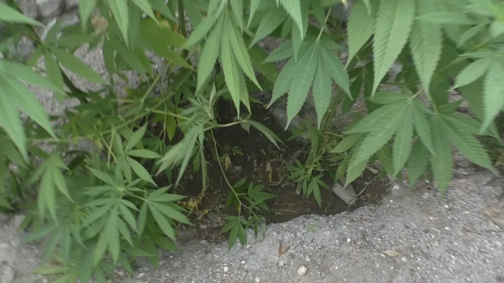 Qaxda həyətində narkotik becərən şəxs saxlanıldı