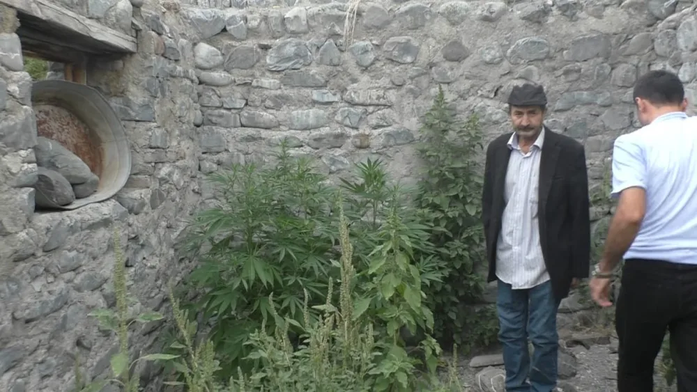 Qaxda həyətində narkotik becərən şəxs saxlanıldı