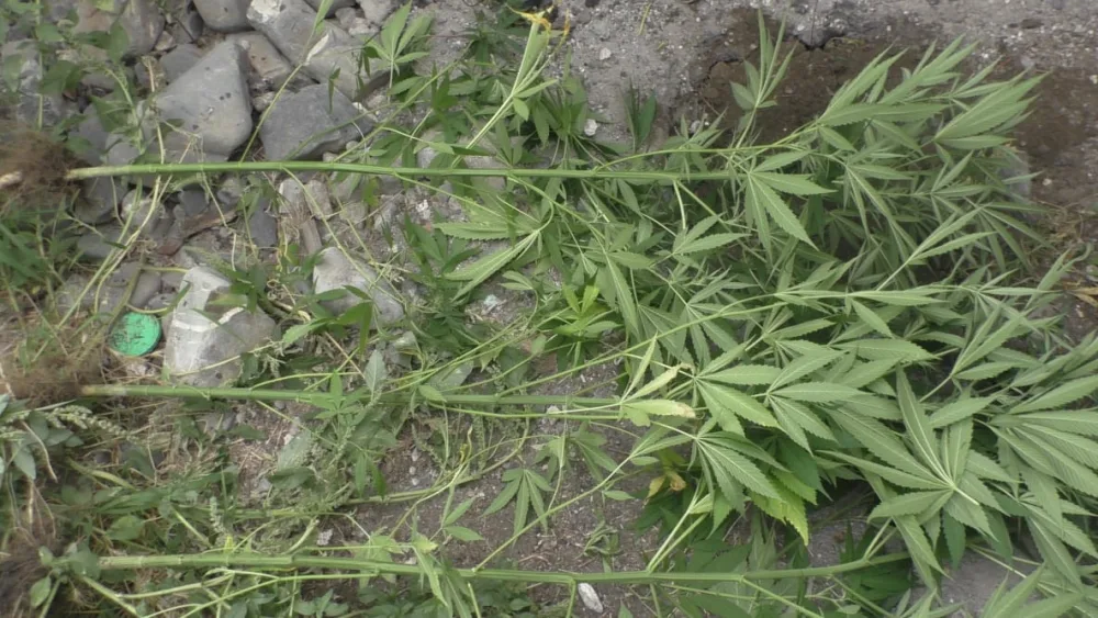 Qaxda həyətində narkotik becərən şəxs saxlanıldı