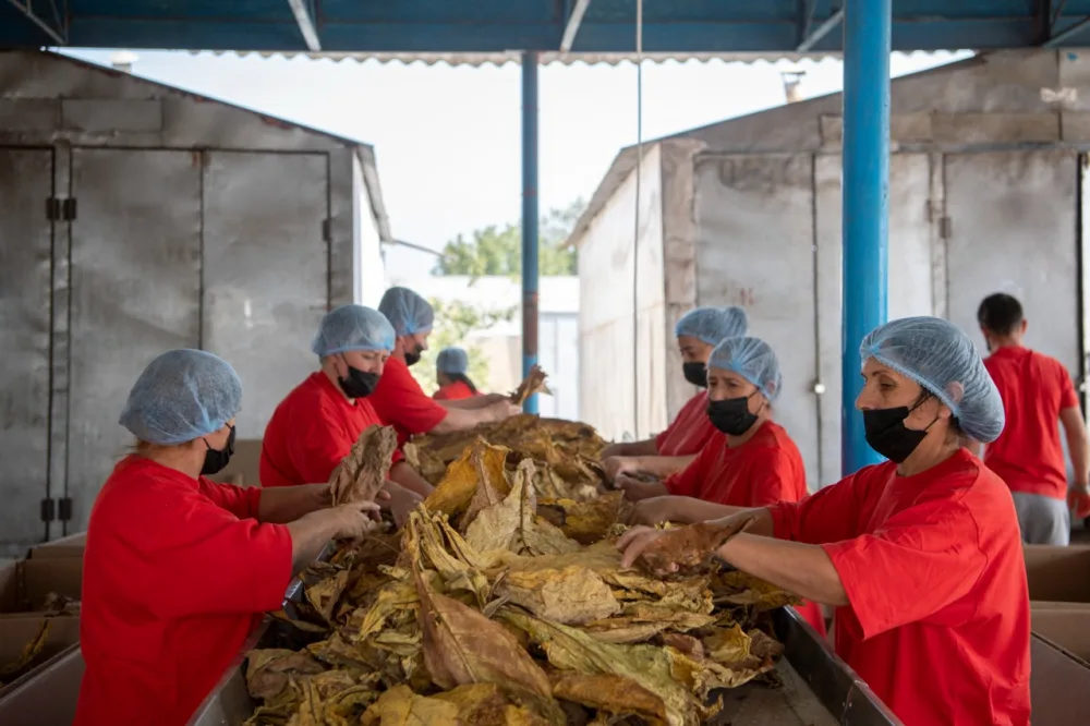 Nazir Zaqatalada məhsul yığımını izlədi - FOTO