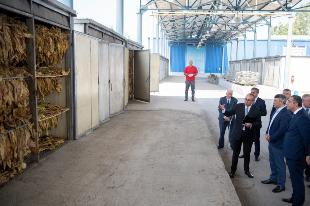 Nazir Zaqatalada məhsul yığımını izlədi - FOTO