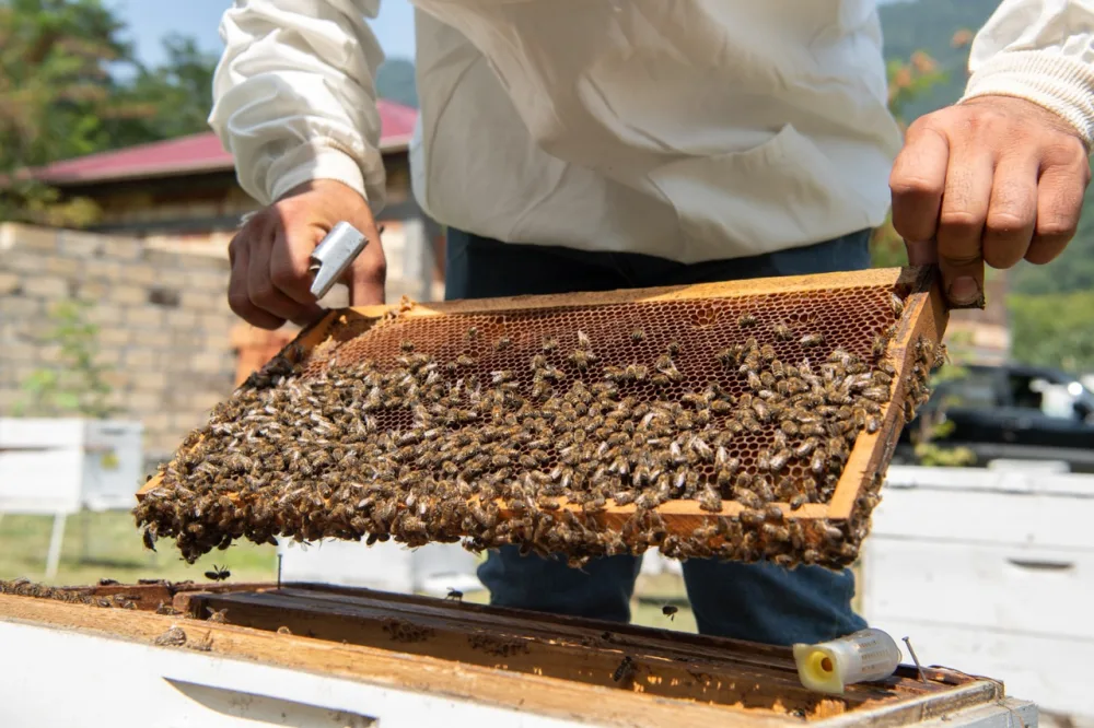 Nazir Zaqatalada məhsul yığımını izlədi - FOTO