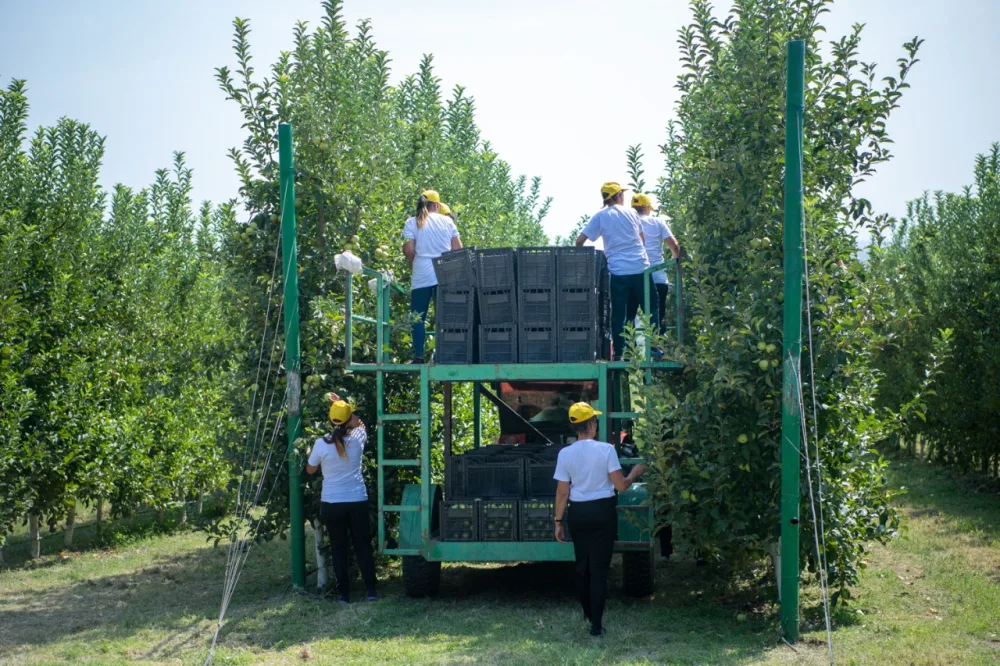 Nazir Zaqatalada məhsul yığımını izlədi - FOTO