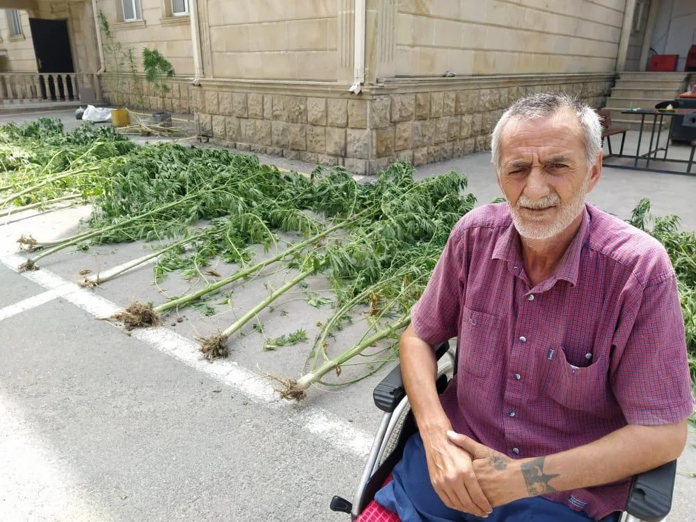Şabranda külli miqdarda çətənə bitkiləri və marixuana aşkarlandı