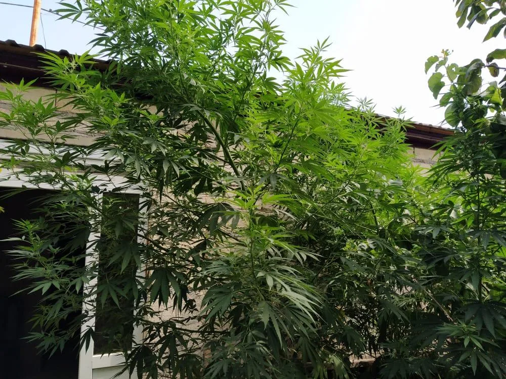 Şabranda külli miqdarda çətənə bitkiləri və marixuana aşkarlandı