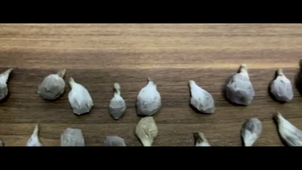 DİN Yasamalda əməliyyat keçirdi, 4 nəfər saxlanıldı - Video