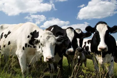 Masallıda mal-qara oğurları saxlanıldı