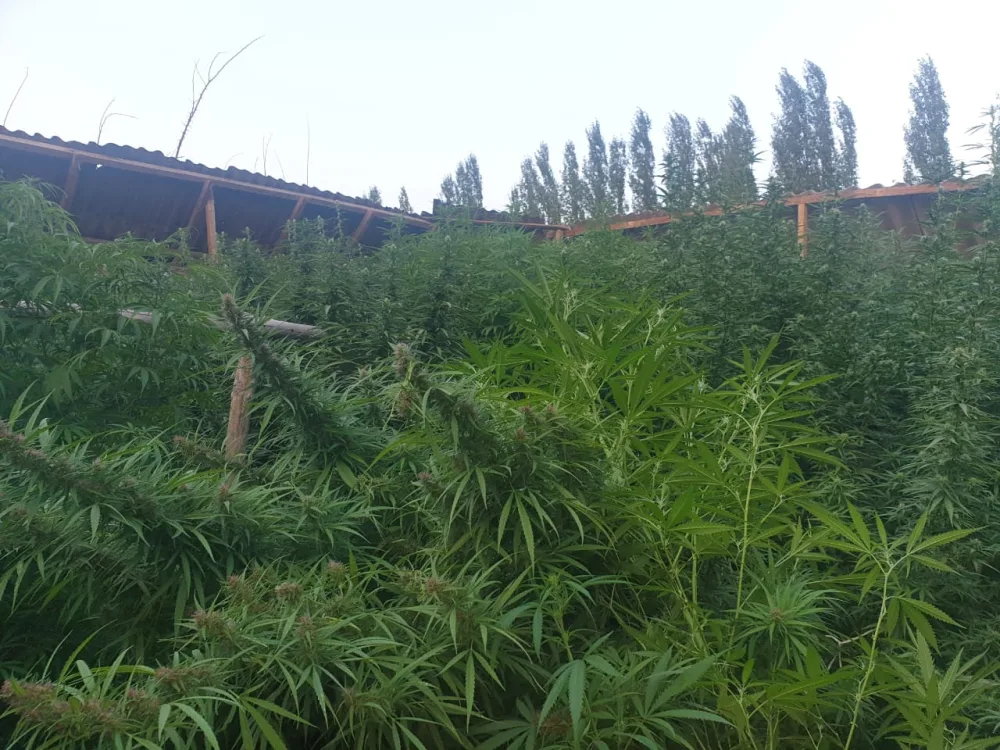 Göyçayda narkotik becərən şəxs saxlanıldı