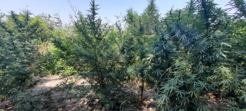 Ağdaşda meşədə yarım ton narkotik becərən şəxs saxlanıldı