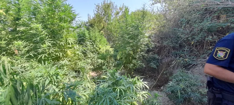 Ağdaşda meşədə yarım ton narkotik becərən şəxs saxlanıldı