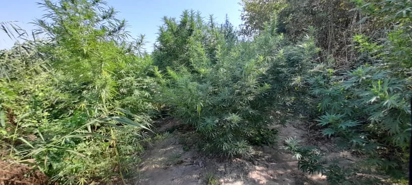 Ağdaşda meşədə yarım ton narkotik becərən şəxs saxlanıldı