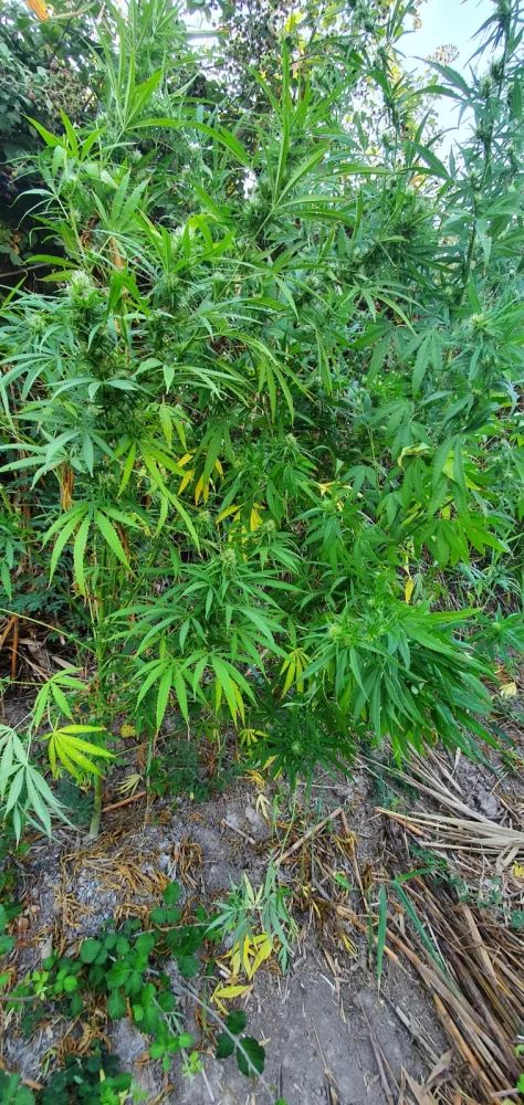 Saatlıda narkotik tərkibli bitkilərin kultivasiyası ilə məşğul olan şəxs "iş başında" saxlanıldı