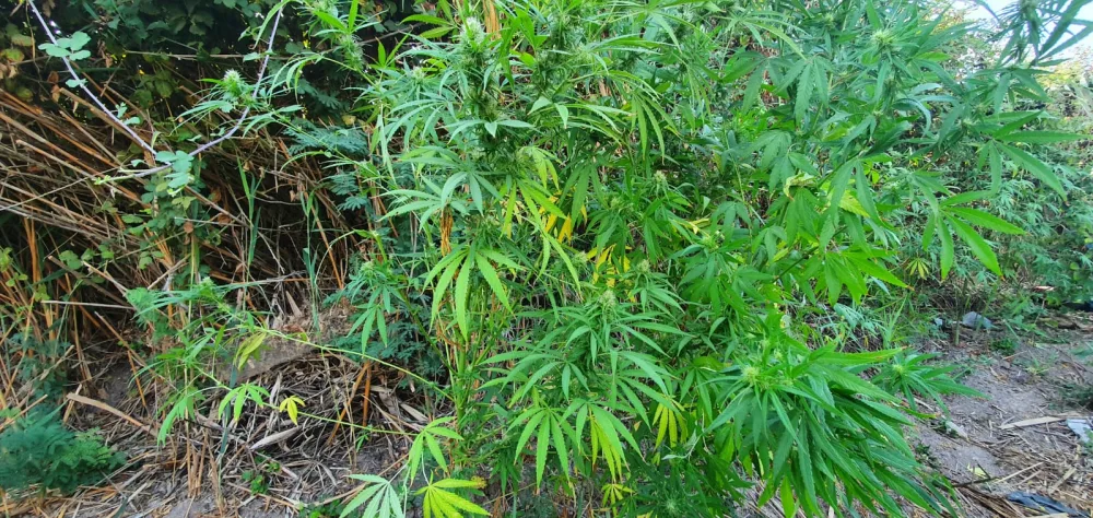 Saatlıda narkotik tərkibli bitkilərin kultivasiyası ilə məşğul olan şəxs "iş başında" saxlanıldı