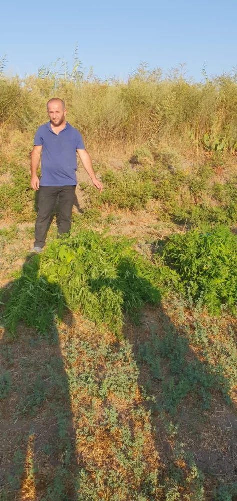 Saatlıda narkotik tərkibli bitkilərin kultivasiyası ilə məşğul olan şəxs "iş başında" saxlanıldı