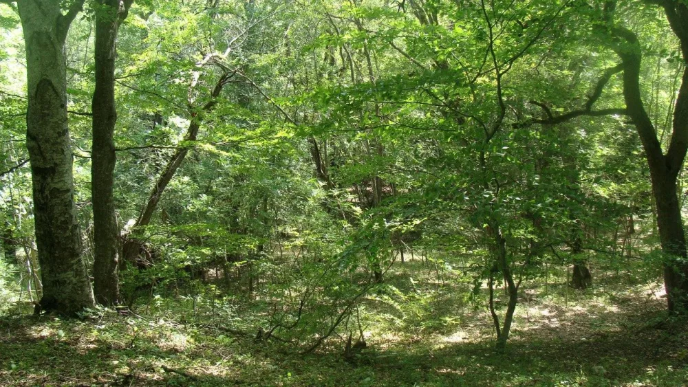 Altıağac Milli Parkında “açıq qapı” günü keçiriləcək