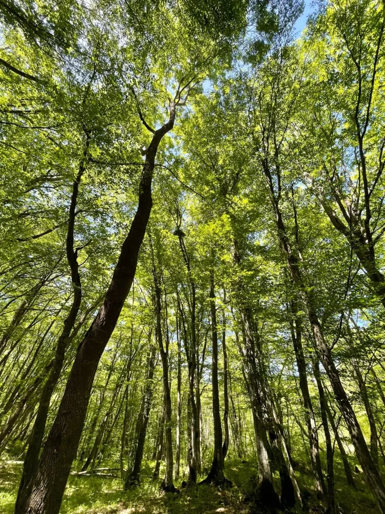 Altıağac Milli Parkında “açıq qapı” günü keçiriləcək
