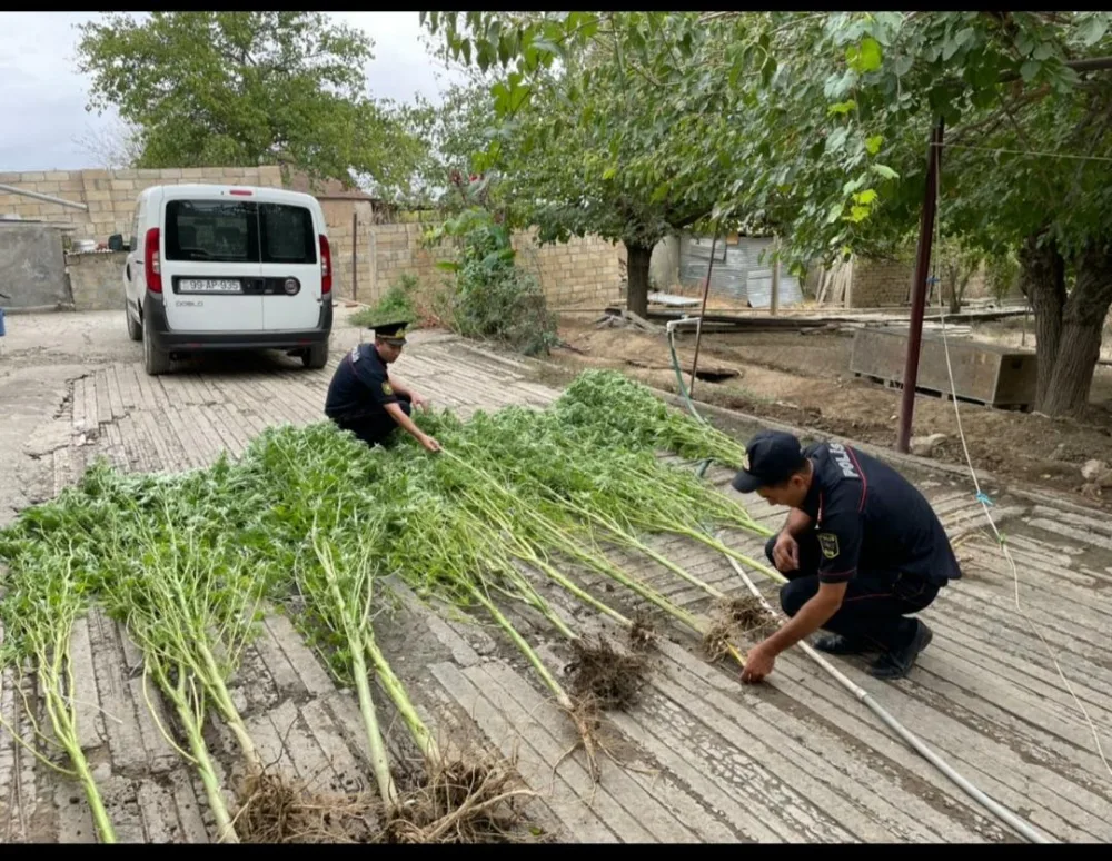 Ağsu sakininin həyətində 85 kq-dan artıq narkotik aşkarlandı