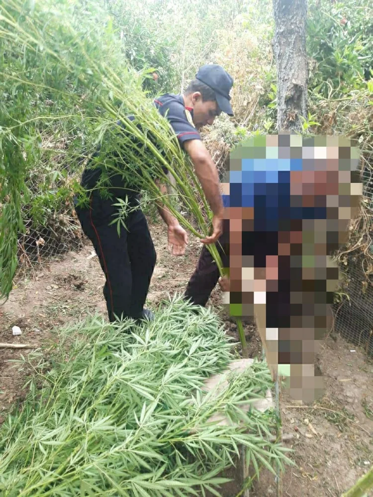 Ağsu sakininin həyətində 85 kq-dan artıq narkotik aşkarlandı