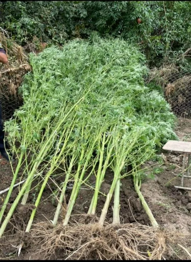 Ağsu sakininin həyətində 85 kq-dan artıq narkotik aşkarlandı