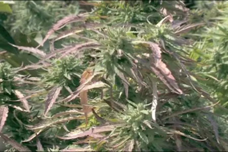 Narkotik yetişdirən Şəmkir sakini saxlanılıb