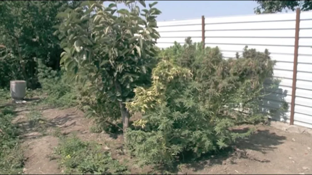 Narkotik yetişdirən Şəmkir sakini saxlanılıb