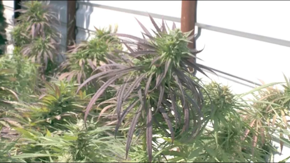 Narkotik yetişdirən Şəmkir sakini saxlanılıb