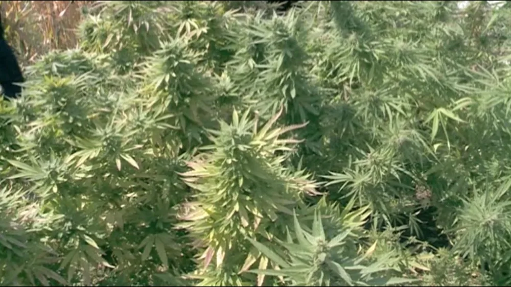 Narkotik yetişdirən Şəmkir sakini saxlanılıb