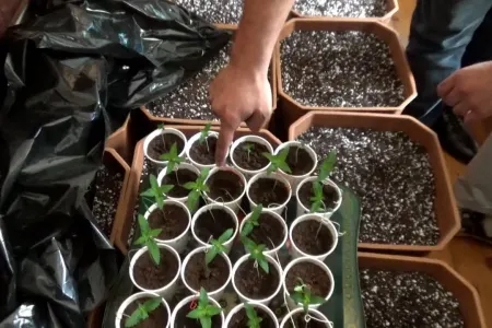13 nəfərdən 27 kiloqram narkotik götürüldü - FOTO/VIDEO