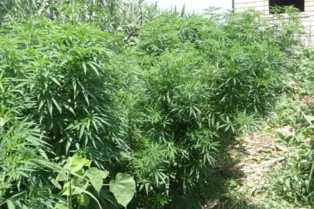 Bərdədə çətənə kultivasiyası ilə məşğul olan şəxs saxlanıldı