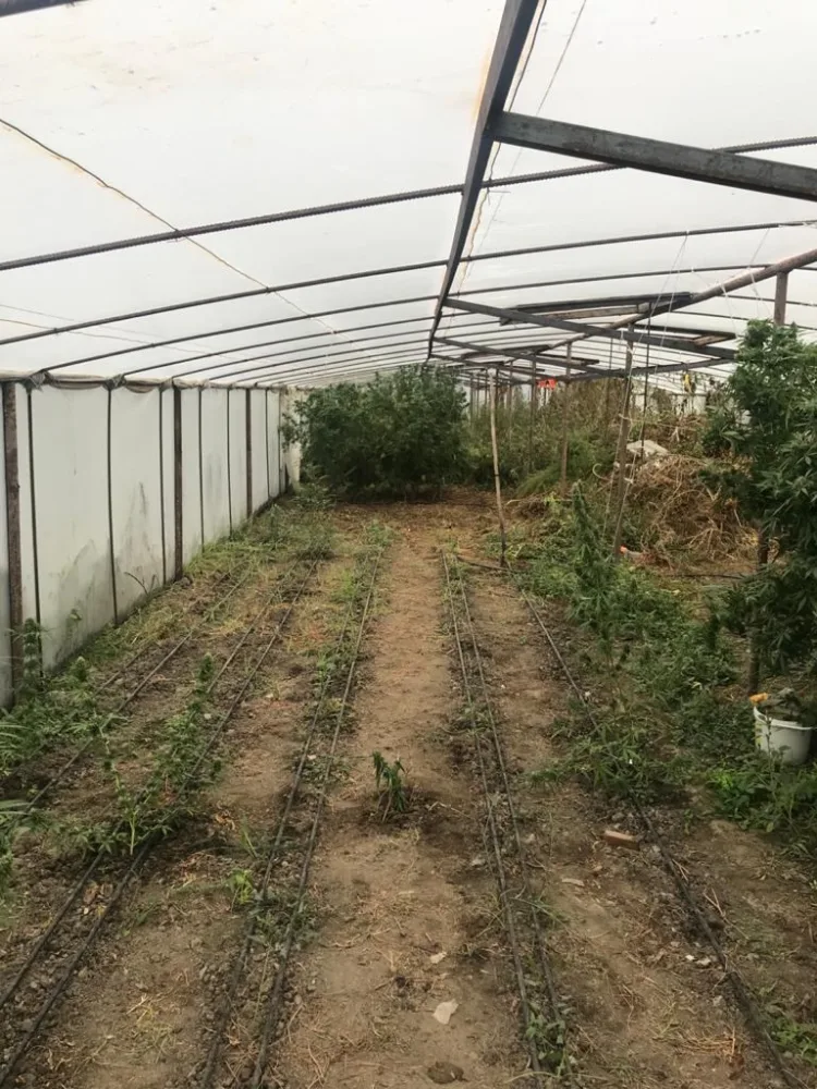 Bərdədə çətənə kultivasiyası ilə məşğul olan şəxs saxlanıldı