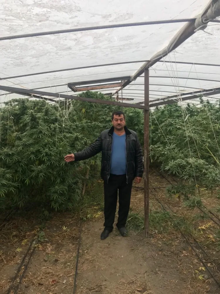 Bərdədə çətənə kultivasiyası ilə məşğul olan şəxs saxlanıldı