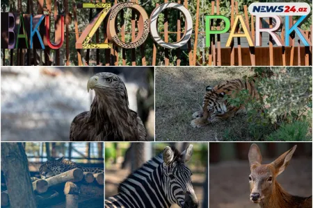 Bakı Zooloji Parkı ziyarətçilər üçün açıldı - Giriş qiymətləri nə qədərdir? - FOTOLAR - VİDEO - YENİLƏNDİ
