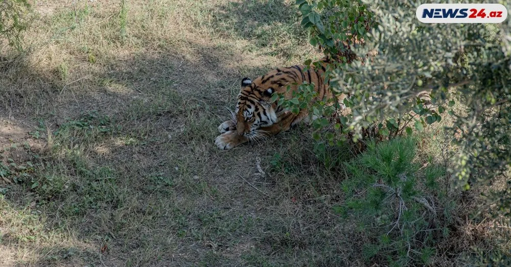 Bakı Zooloji Parkı ziyarətçilər üçün açıldı - Giriş qiymətləri nə qədərdir? - FOTOLAR - VİDEO - YENİLƏNDİ