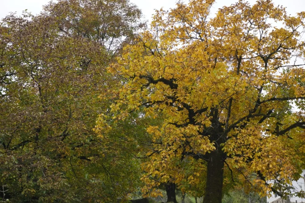 Payız gəldi, uçdu getdi quşlar - Fotolar