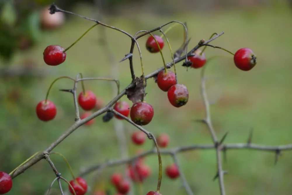 Payız gəldi, uçdu getdi quşlar - Fotolar
