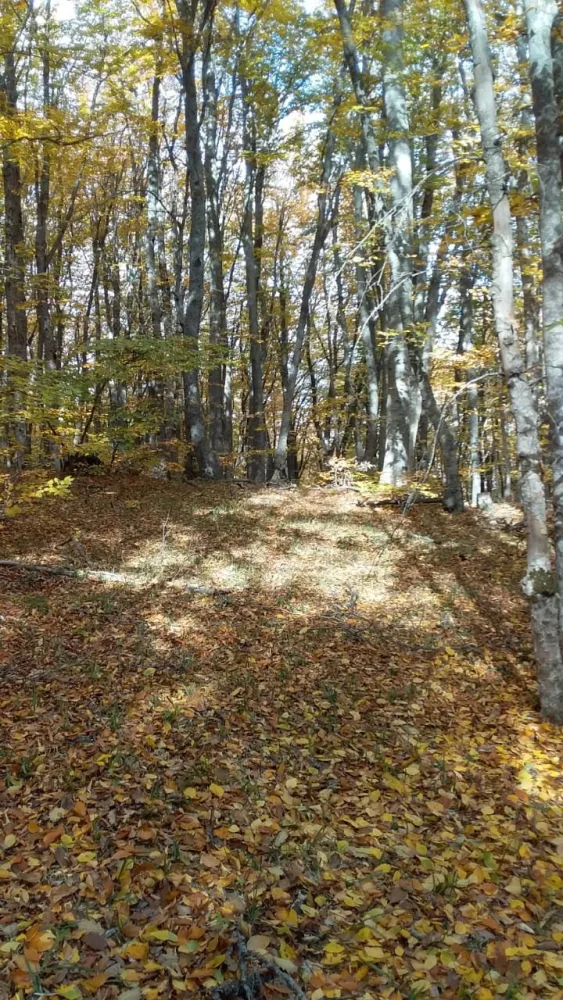 Payız gəldi, uçdu getdi quşlar - Fotolar