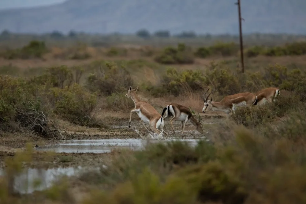 Payız gəldi, uçdu getdi quşlar - Fotolar