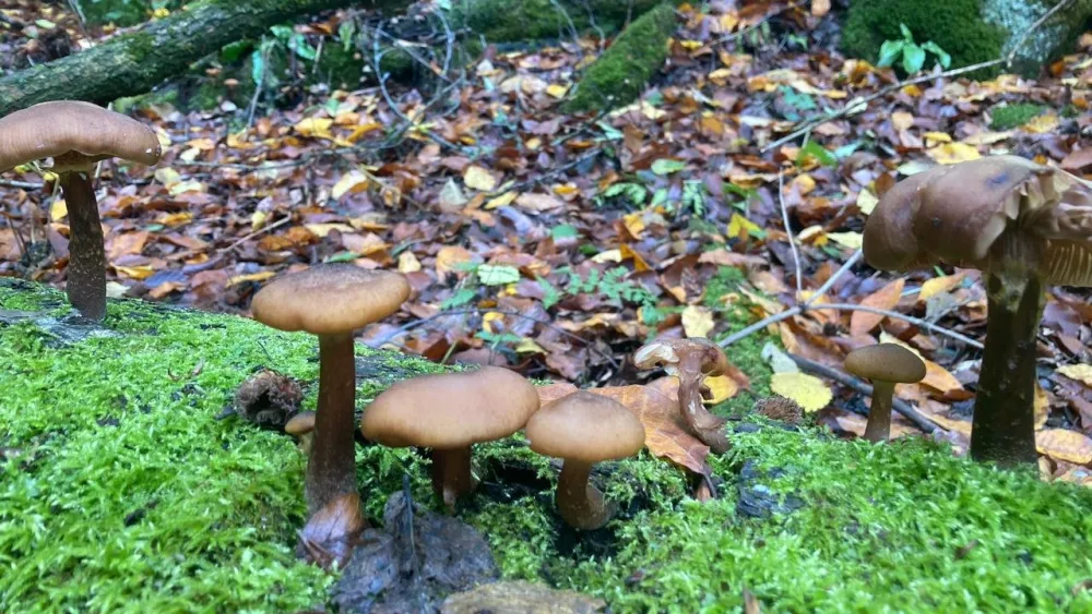 Payız gəldi, uçdu getdi quşlar - Fotolar