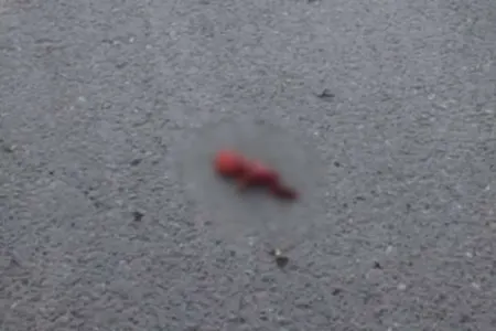 Azərbaycanda zibil qutusundan - DÖL TAPILDI