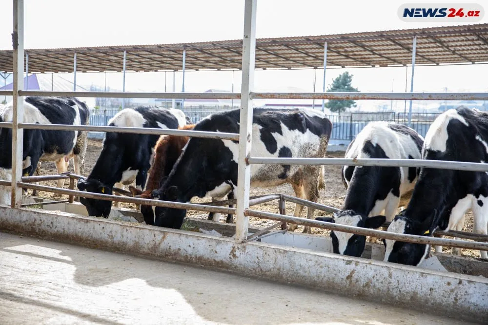 Kənd Təsərrüfatı Nazirliyi bütün sualları cavabladı: - Yekun mediatur - VİDEOREPORTAJ