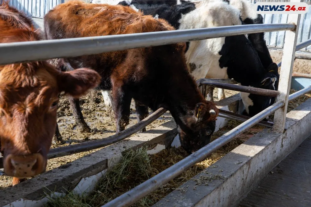 Kənd Təsərrüfatı Nazirliyi bütün sualları cavabladı: - Yekun mediatur - VİDEOREPORTAJ
