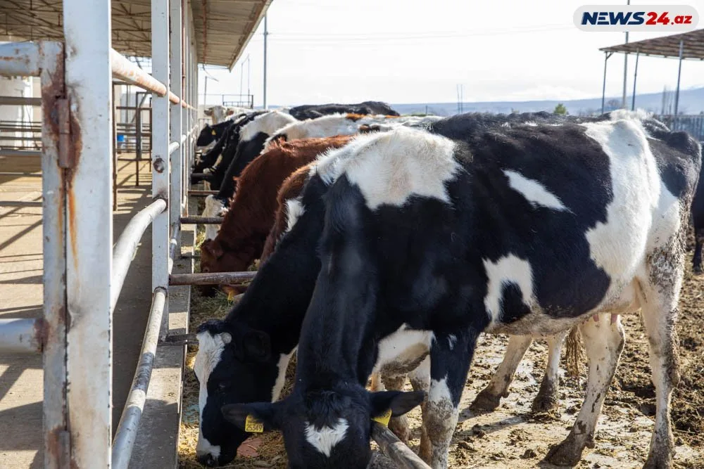 Kənd Təsərrüfatı Nazirliyi bütün sualları cavabladı: - Yekun mediatur - VİDEOREPORTAJ