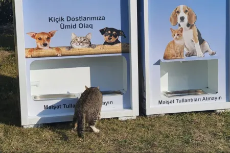 Nazirlik sahibsiz heyvanlarla bağlı yeni layihəyə start verdi - VİDEO/FOTO