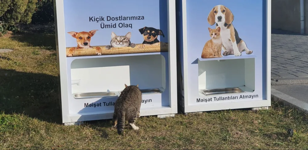 Nazirlik sahibsiz heyvanlarla bağlı yeni layihəyə start verdi - VİDEO/FOTO