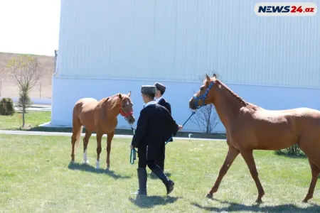 Qarabağın 30 min manatlıq cins atı “Sultan”ı - HEÇ KİM ALMADI - FOTO/VİDEO