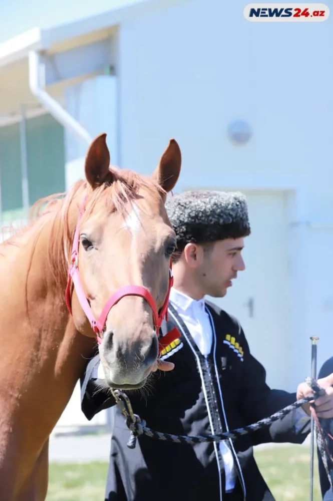 Qarabağın 30 min manatlıq cins atı “Sultan”ı - HEÇ KİM ALMADI - FOTO/VİDEO